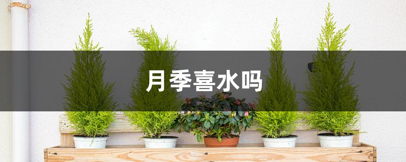 月季喜水吗 月季喜水吗