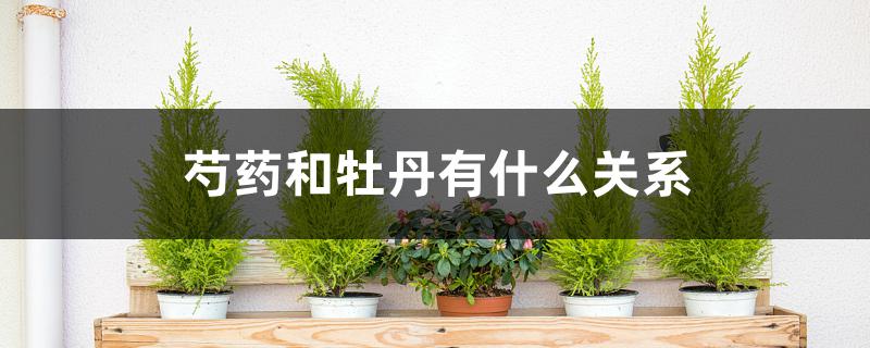 芍药和牡丹有什么关系 芍药和牡丹有什么关系