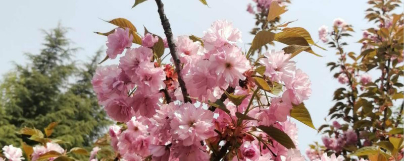 日本晚樱怎么繁殖 日本晚樱怎么繁殖