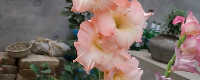 唐菖蒲怎么过冬 唐菖蒲怎么过冬