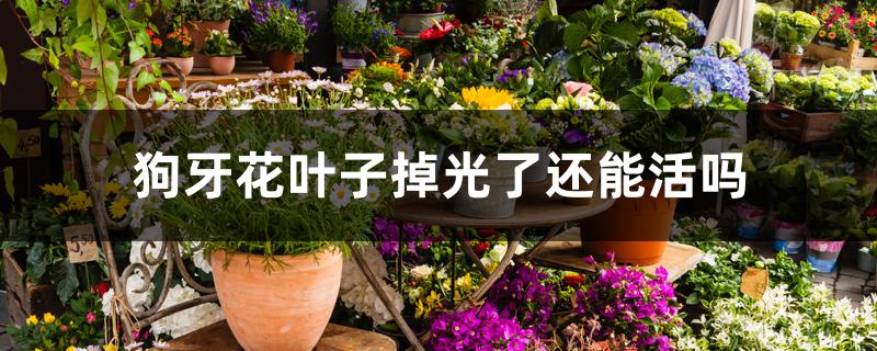 狗牙花叶子掉光了还能活吗 狗牙花叶子掉光了还能活吗