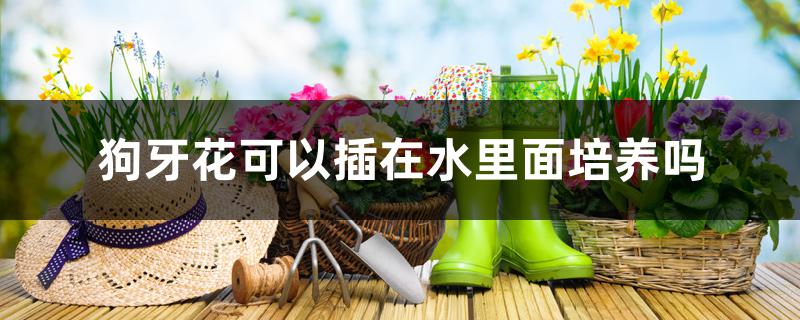 狗牙花可以插在水里面培养吗 狗牙花可以插在水里面培养吗