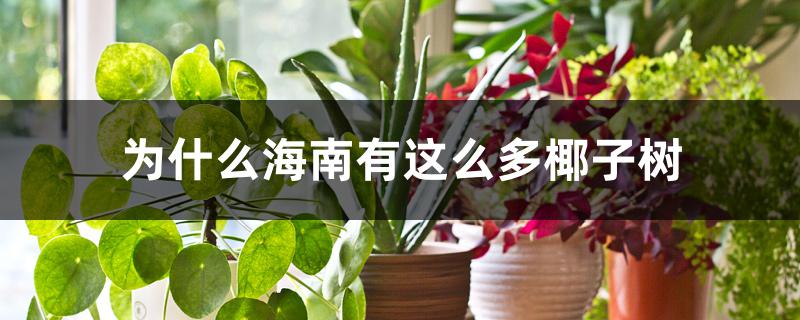 为什么海南有这么多椰子树 为什么海南有这么多椰子树