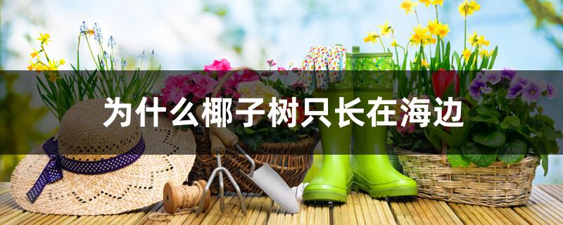 为什么椰子树只长在海边 为什么椰子树只长在海边