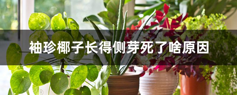 袖珍椰子长得侧芽死了啥原因 袖珍椰子长得侧芽死了啥原因
