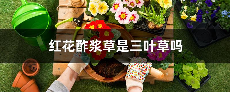 红花酢浆草是三叶草吗 红花酢浆草是三叶草吗