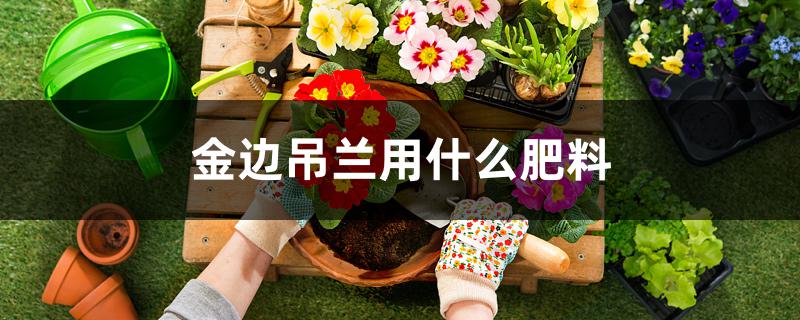金边吊兰用什么肥料 金边吊兰用什么肥料