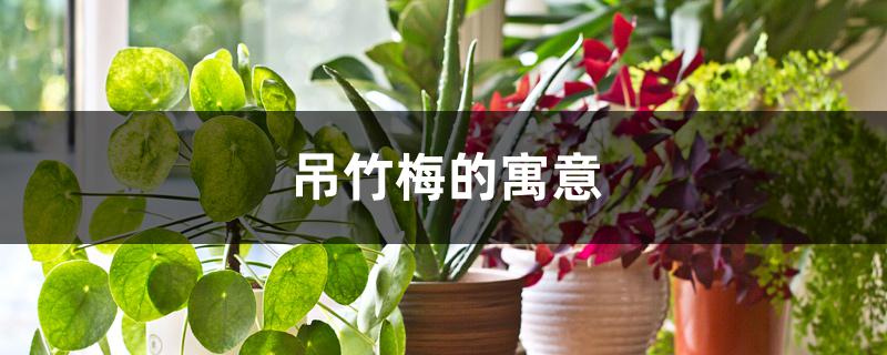 吊竹梅的寓意 吊竹梅的寓意