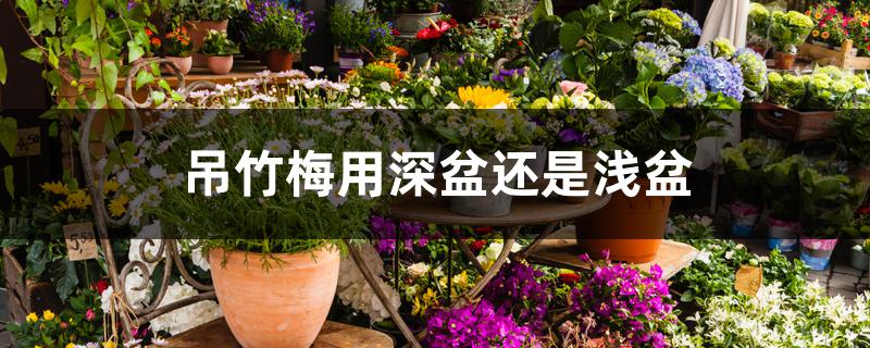 吊竹梅用深盆还是浅盆 吊竹梅用深盆还是浅盆