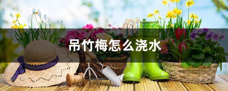 吊竹梅怎么浇水 吊竹梅怎么浇水