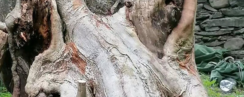 花皮榆树下山桩怎么养活 花皮榆树下山桩怎么养活