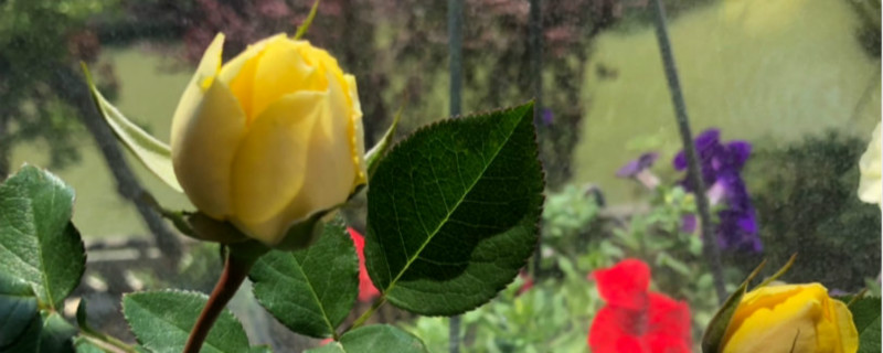 金丝雀花怎么养护 金丝雀花怎么养护