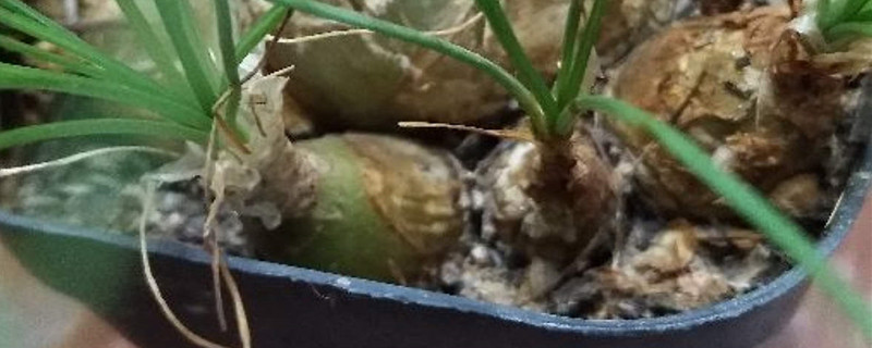 香水兰开花后怎么养 香水兰开花后怎么养