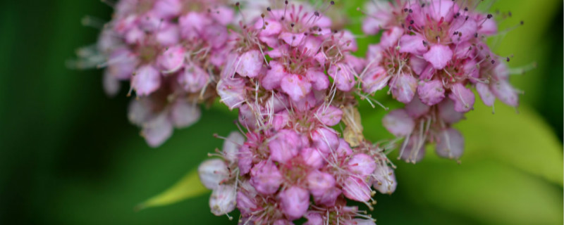 小手球花怎么养 小手球花怎么养