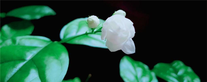 茉莉水养怎么养 茉莉水养怎么养