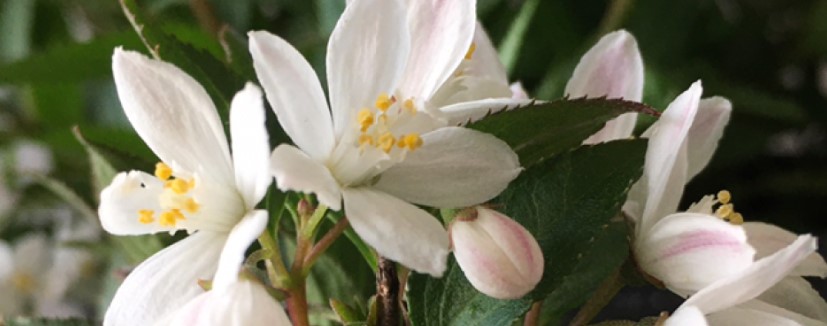 溲疏雪樱花怎么养护 溲疏雪樱花怎么养护