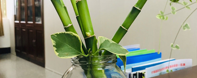 怎么养好富贵竹 怎么养好富贵竹