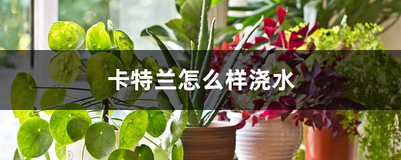 卡特兰怎么样浇水 卡特兰怎么样浇水