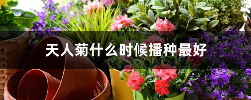 天人菊什么时候播种最好 天人菊什么时候播种最好