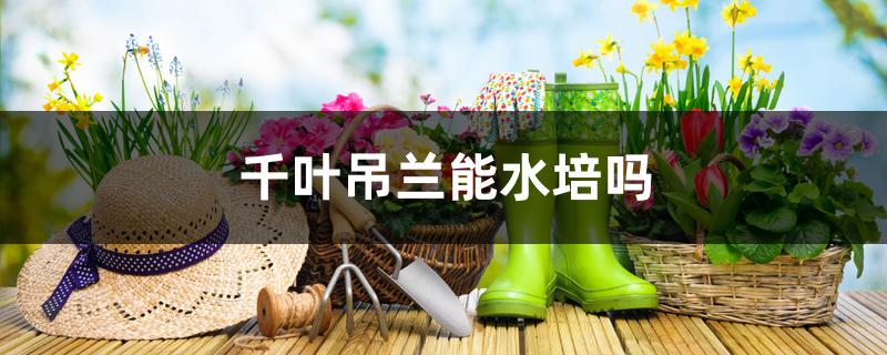 千叶吊兰能水培吗 千叶吊兰能水培吗