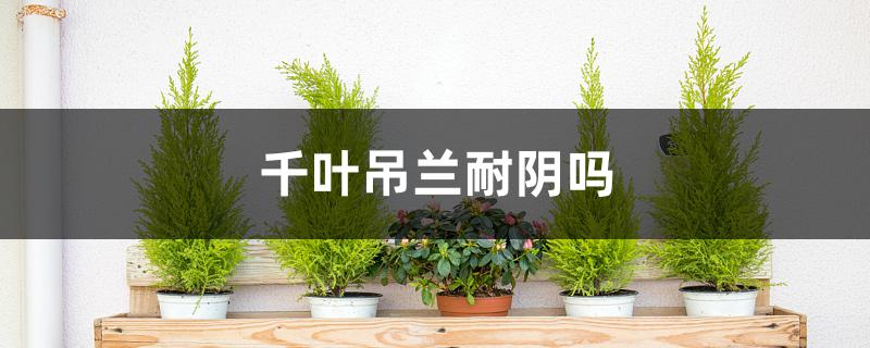 千叶吊兰耐阴吗 千叶吊兰耐阴吗