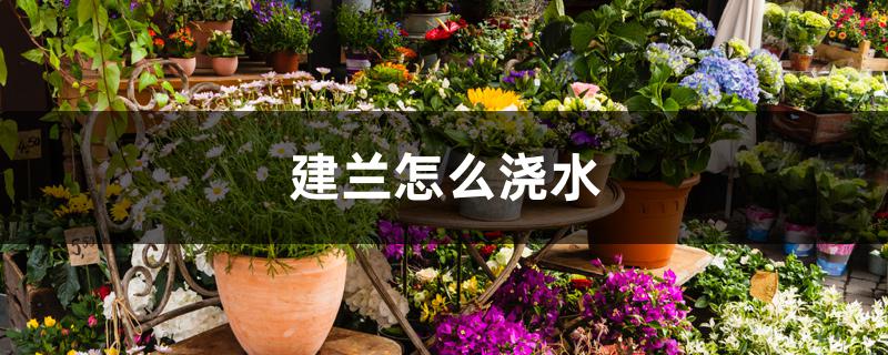 建兰怎么浇水