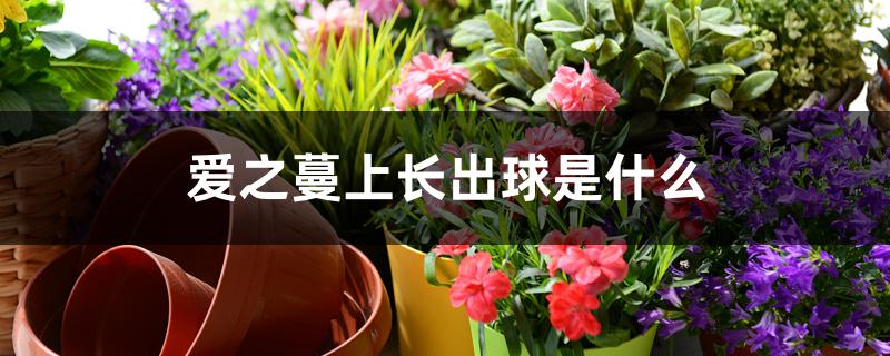 爱之蔓上长出球是什么 爱之蔓上长出球是什么