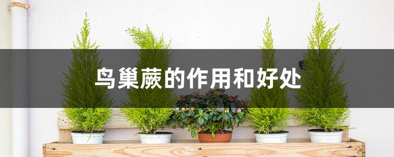 鸟巢蕨的作用和好处 鸟巢蕨的作用和好处