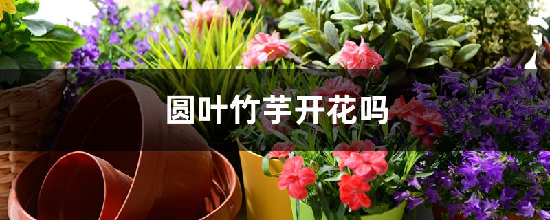 圆叶竹芋开花吗 圆叶竹芋开花吗