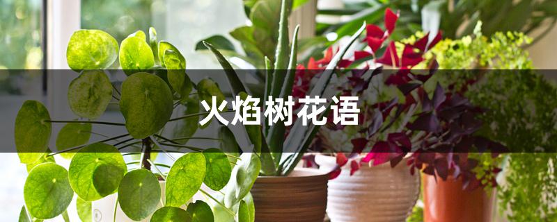 火焰树花语 火焰树花语
