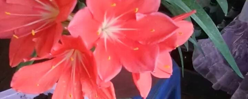 对红花怎么养才开花 对红花怎么养才开花