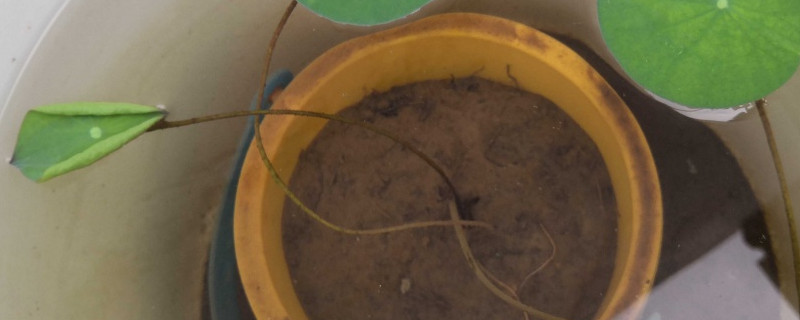 菜莲怎么养才能开花 菜莲怎么养才能开花