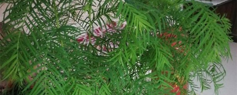 水杉怎么养家庭养法 水杉怎么养家庭养法
