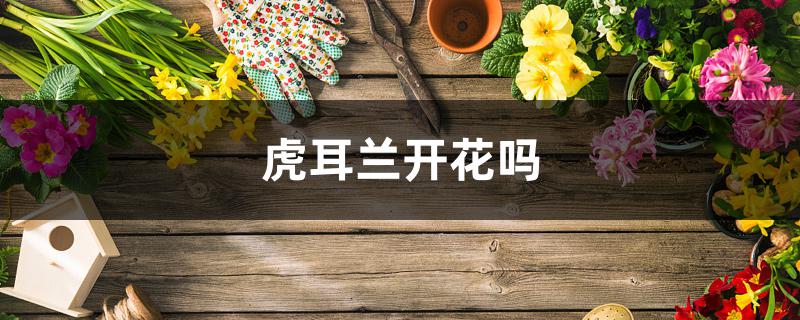 虎耳兰开花吗 虎耳兰开花吗