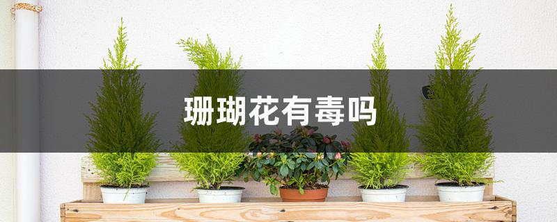 珊瑚花有毒吗 珊瑚花有毒吗