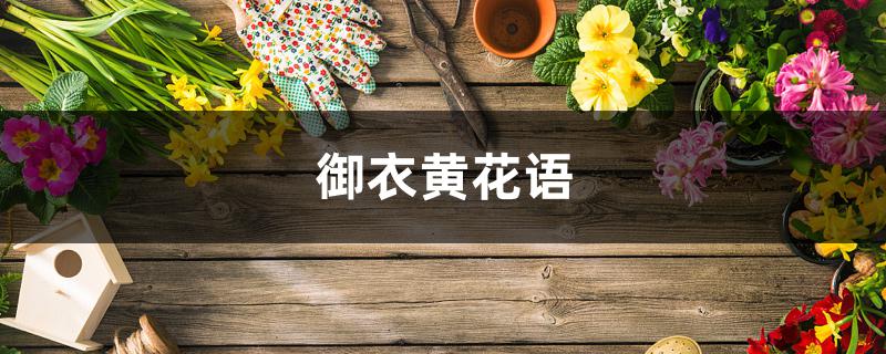 御衣黄花语 御衣黄花语