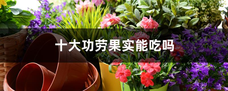 十大功劳果实能吃吗 十大功劳果实能吃吗