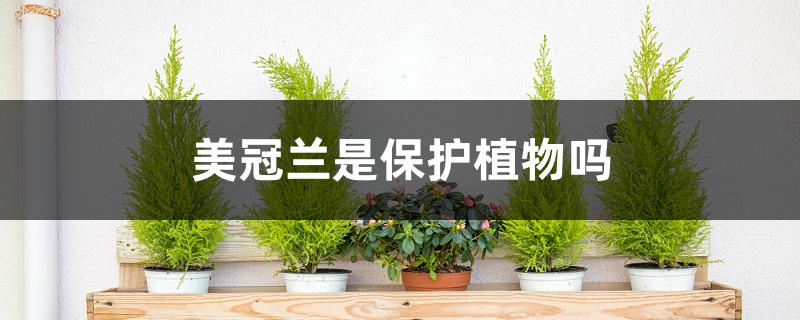 美冠兰是保护植物吗 美冠兰是保护植物吗