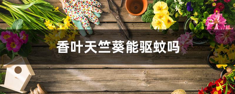 香叶天竺葵能驱蚊吗 香叶天竺葵能驱蚊吗