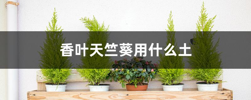 香叶天竺葵用什么土 香叶天竺葵用什么土