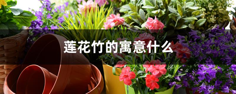 莲花竹的寓意什么 莲花竹的寓意什么
