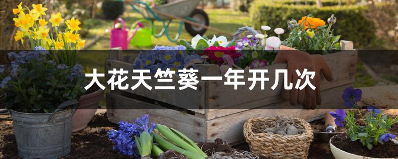 大花天竺葵一年开几次 大花天竺葵一年开几次