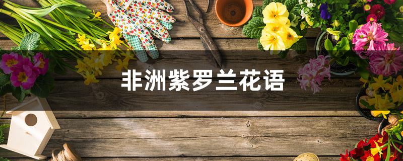 非洲紫罗兰花语 非洲紫罗兰花语