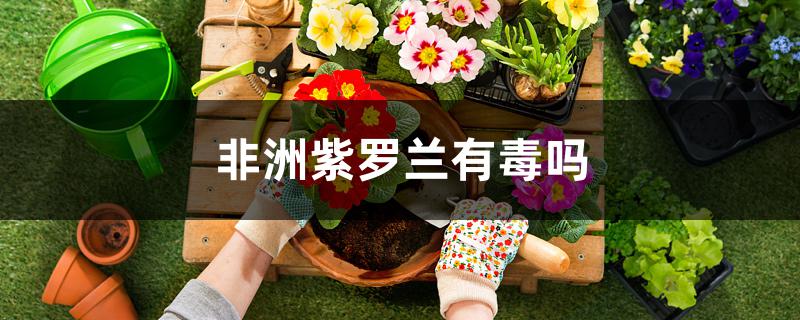非洲紫罗兰有毒吗 非洲紫罗兰有毒吗
