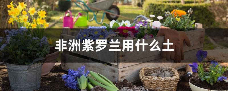 非洲紫罗兰用什么土 非洲紫罗兰用什么土