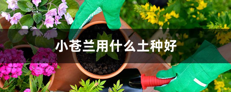 小苍兰用什么土种好 小苍兰用什么土种好