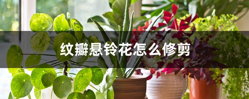 纹瓣悬铃花怎么修剪 纹瓣悬铃花怎么修剪