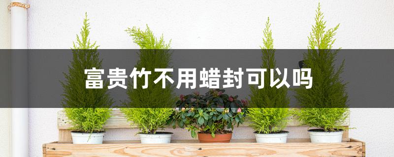 富贵竹不用蜡封可以吗 富贵竹不用蜡封可以吗