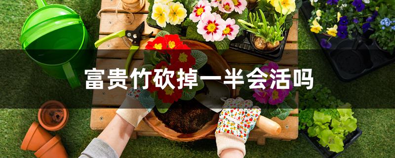 富贵竹砍掉一半会活吗 富贵竹砍掉一半会活吗