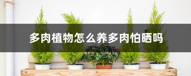 多肉植物怎么养多肉怕晒吗 多肉植物怎么养多肉怕晒吗